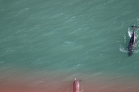 Missing Picture